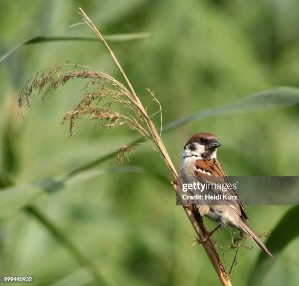 feldsperling - passer montanus - heidi stock pictures, royalty-free photos & images