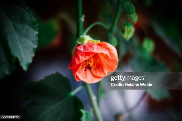 orange flowers - weide stock pictures, royalty-free photos & images