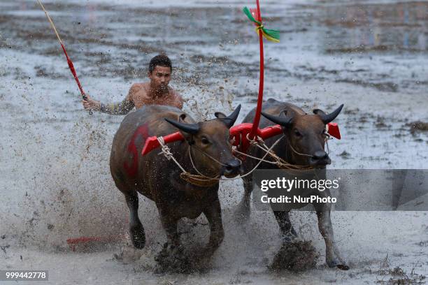 Thai farmer competes in the Water Buffalo Racing Festival in Chonburi province, Thailand, July 15, 2018.