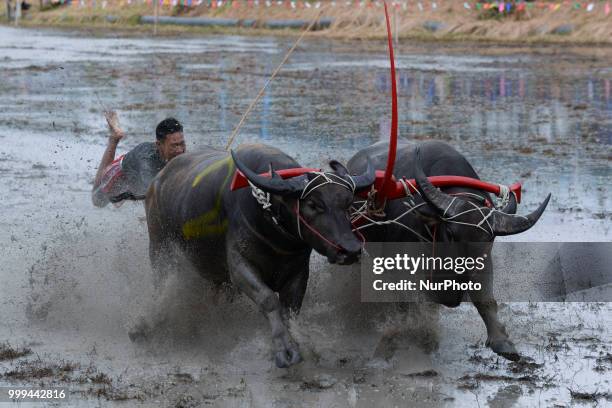 Thai farmer competes in the Water Buffalo Racing Festival in Chonburi province, Thailand, July 15, 2018.
