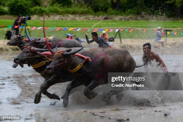 Thai farmer competes in the Water Buffalo Racing Festival in Chonburi province, Thailand, July 15, 2018.