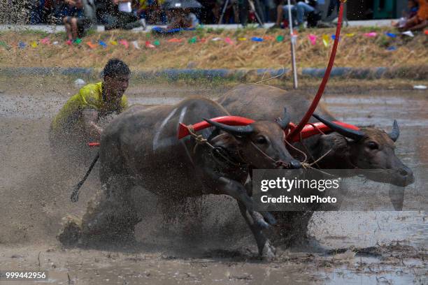 Thai farmer competes in the Water Buffalo Racing Festival in Chonburi province, Thailand, July 15, 2018.