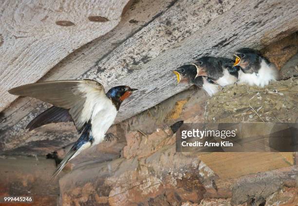 barn swallow (hirundo rustica) feeding - uppflugen på en gren bildbanksfoton och bilder