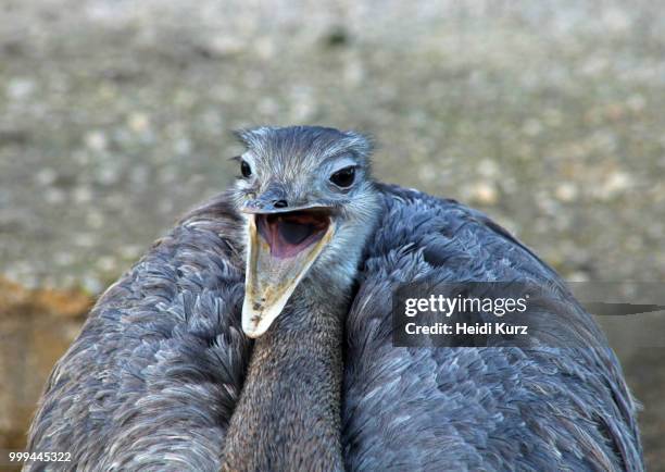 nandu - rhea americana - greater rhea - emu farming stockfoto's en -beelden