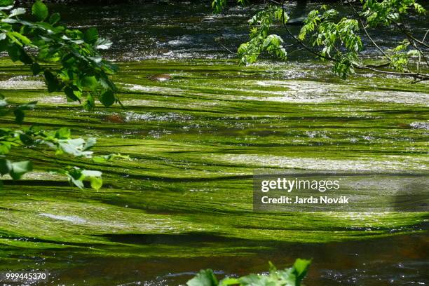 river wild eagle - eagle river stockfoto's en -beelden