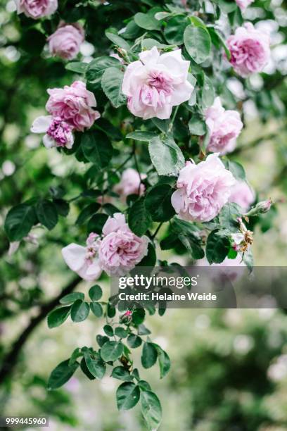 rose flowers - weide stock pictures, royalty-free photos & images