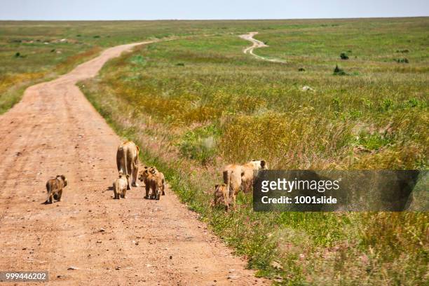 wild african lionesses walking on the dirt road with lion cubs - 1001slide stock pictures, royalty-free photos & images