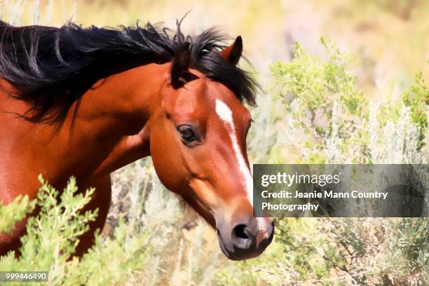 horse parade series - ranch horses in wyoming -9 - browns parade stockfoto's en -beelden