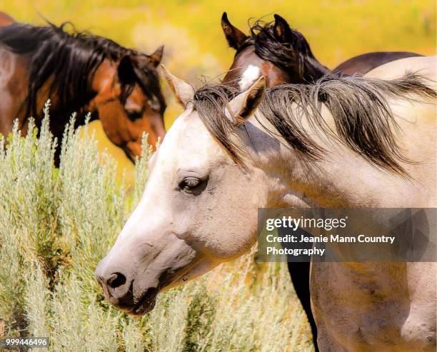 horse parade series - ranch horses in wyoming -10 - mann fotografías e imágenes de stock