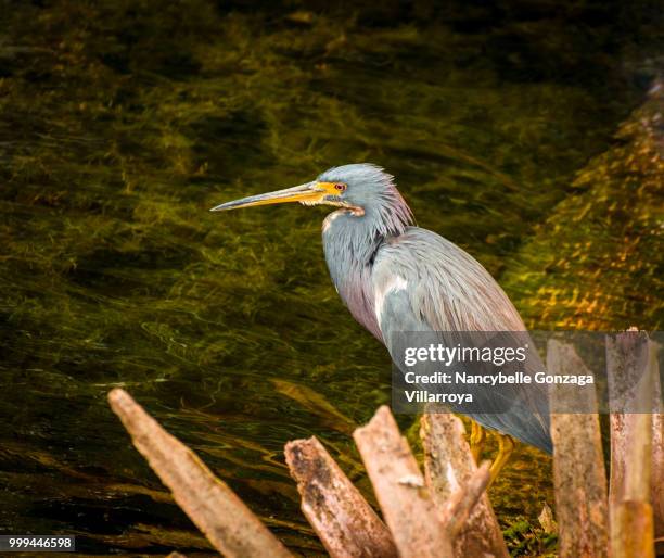 the tri-coloured heron - nancybelle villarroya stock pictures, royalty-free photos & images