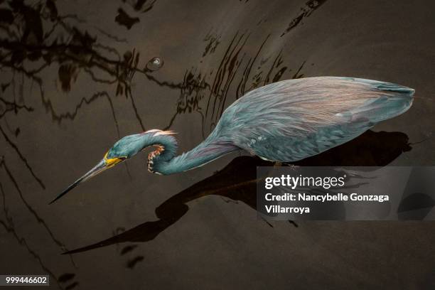 the tri-coloured heron - nancybelle villarroya - fotografias e filmes do acervo