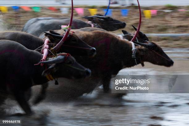 Thai farmer competes in the Water Buffalo Racing Festival in Chonburi province, Thailand, July 15, 2018.