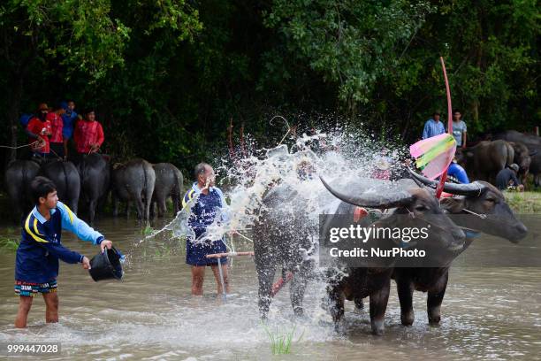 Thai farmer water buffalo cool off from the heat his buffalo before a Water Buffalo Racing Festival in Chonburi Province, Thailand, July 15, 2018.