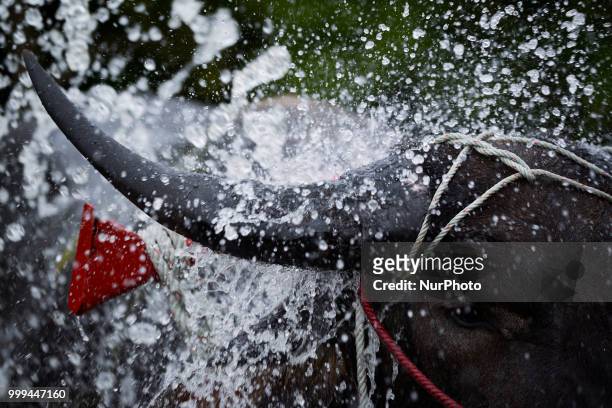 Thai farmer water buffalo cool off from the heat his buffalo before a Water Buffalo Racing Festival in Chonburi Province, Thailand, July 15, 2018.