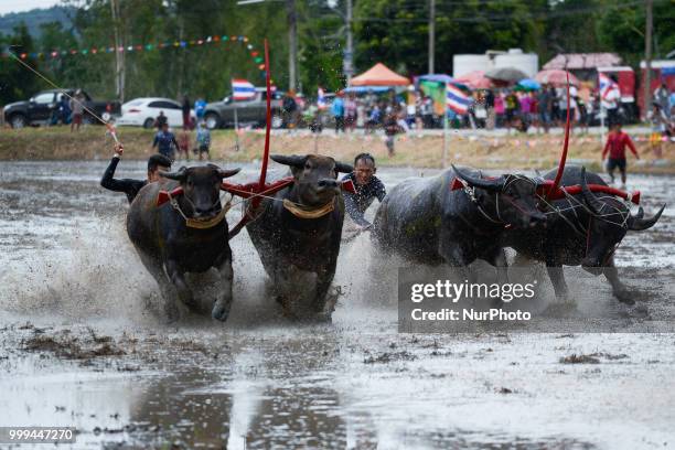 Thai farmer competes in the Water Buffalo Racing Festival in Chonburi province, Thailand, July 15, 2018.