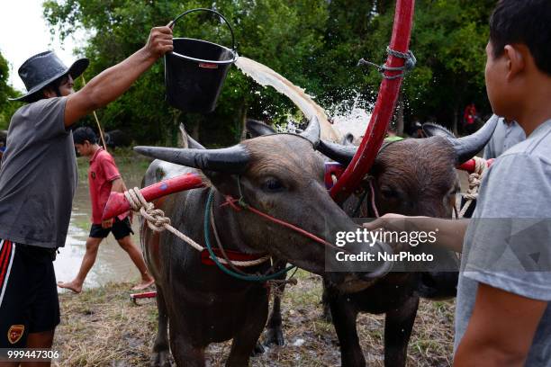 Thai farmer water buffalo cool off from the heat his buffalo before a Water Buffalo Racing Festival in Chonburi Province, Thailand, July 15, 2018.