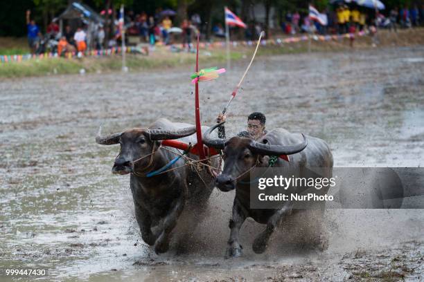 Thai farmer competes in the Water Buffalo Racing Festival in Chonburi province, Thailand, July 15, 2018.