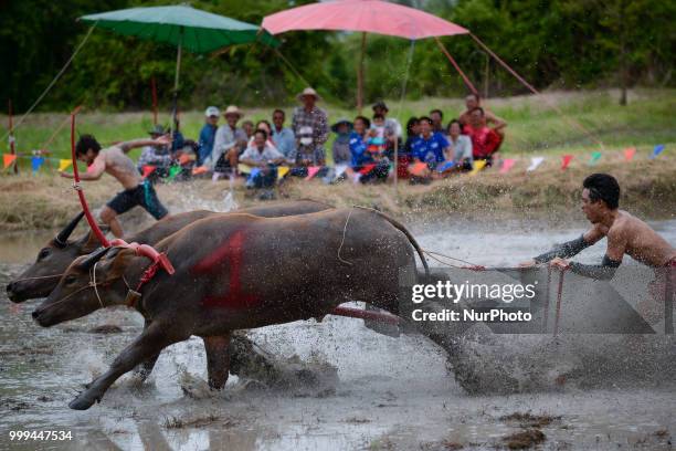 Thai farmer competes in the Water Buffalo Racing Festival in Chonburi province, Thailand, July 15, 2018.