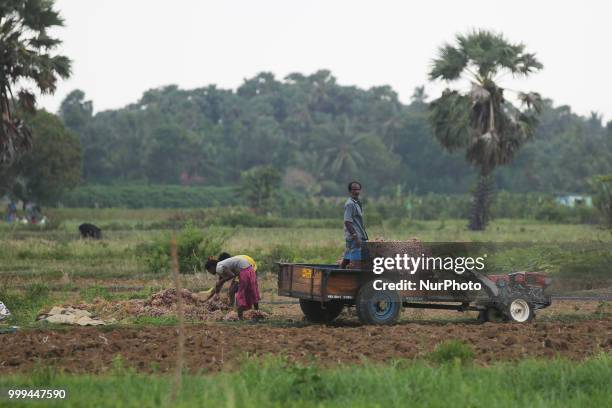 Tamil farmers harvest onions in Jaffna, Sri Lanka. Many farmers toil for a good harvest which often fails to provide them enough income to support...