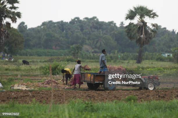 Tamil farmers harvest onions in Jaffna, Sri Lanka. Many farmers toil for a good harvest which often fails to provide them enough income to support...