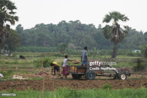 Tamil farmers harvest onions in Jaffna, Sri Lanka. Many farmers toil for a good harvest which often fails to provide them enough income to support...