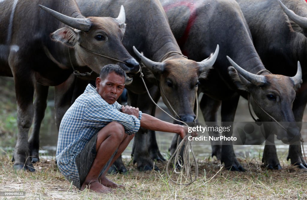 Buffalo Race In Bangkok