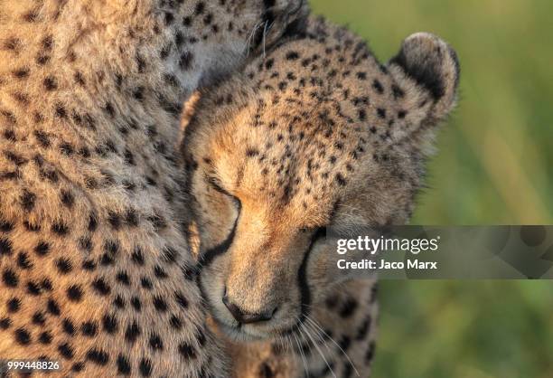 calm - jaco stock pictures, royalty-free photos & images