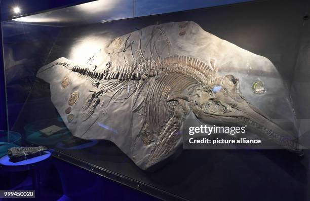 An approximately 200-million-year-old fossilized ichthyosaur is on display in the Landesmuseum in Hanover, Germany, 25 August 2017. Scientists found...