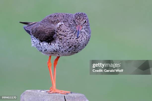 common redshank - charadriiformes stock pictures, royalty-free photos & images