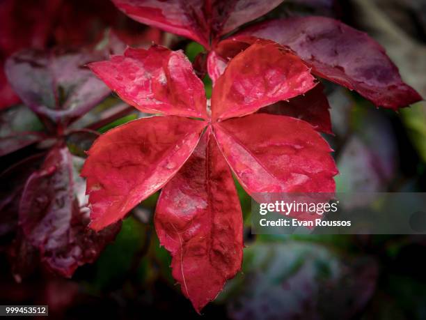 creeper plant - evan stock pictures, royalty-free photos & images