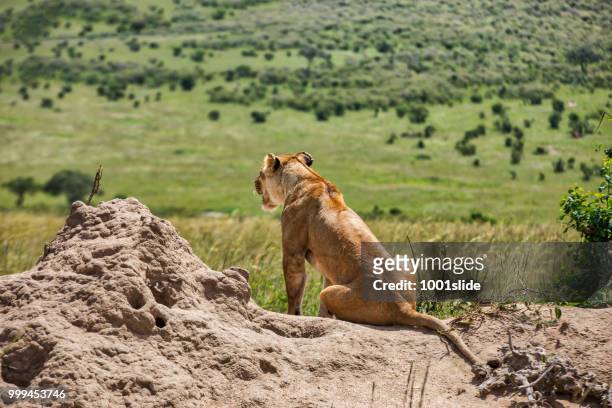 wild african lionesses watching for hunting at top of the rock - 1001slide stock pictures, royalty-free photos & images