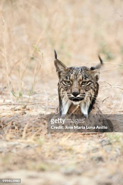 lynx pardinus - anillo stock pictures, royalty-free photos & images