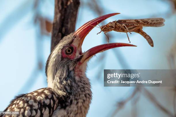 Bit Bit Bird 1,029 Bird Bite Stock Photos, High-Res Pictures, and Images - Getty Images