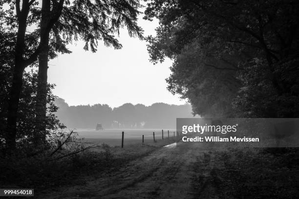 at the edge of the forest - william mevissen stock pictures, royalty-free photos & images