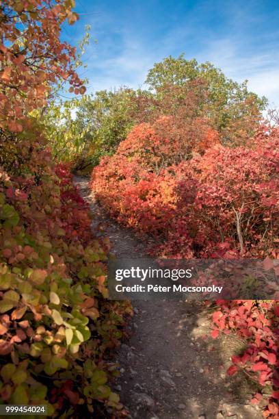 Azalea Path 332 Azalea Path Stock Photos, High-Res Pictures, and Images - Getty Images