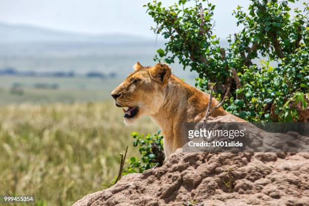 wild african lionesses watching for hunting at top of the rock - 1001slide stock pictures, royalty-free photos & images