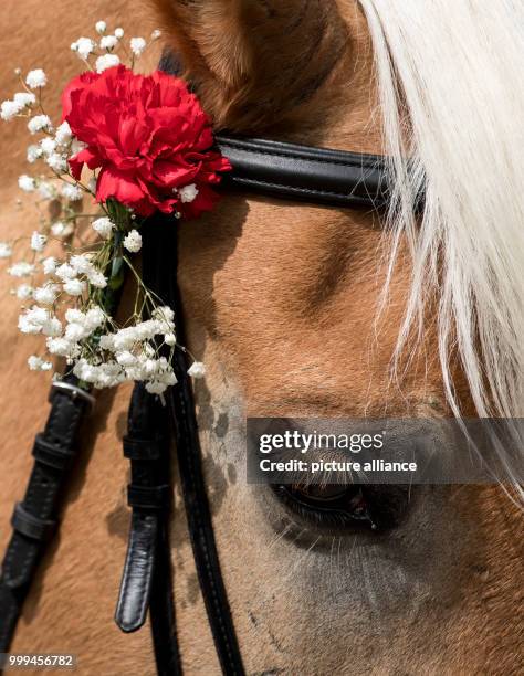 Horse with a red clove takes part at the traditional 'Rosstag' at the Tegernsee lake in Rottach-Egern, Germany, 27 August 2017. Dozens of horse and...