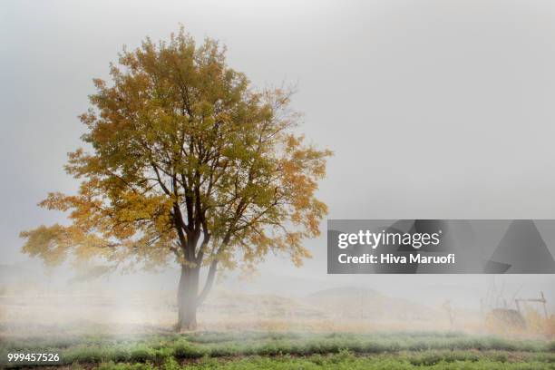 yellow  leaf - arbol photos et images de collection