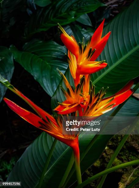 heliconia - hawaiian heliconia stock pictures, royalty-free photos & images