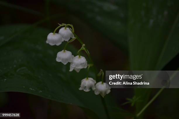 lily-of-the-valley - alina stock pictures, royalty-free photos & images