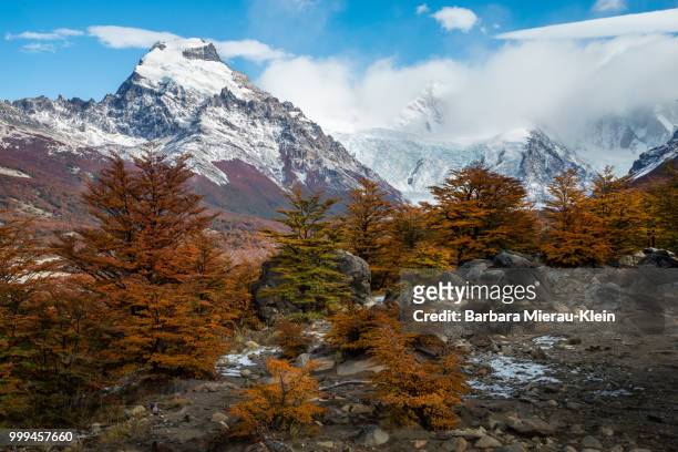 fall in patagonia - klein foto e immagini stock
