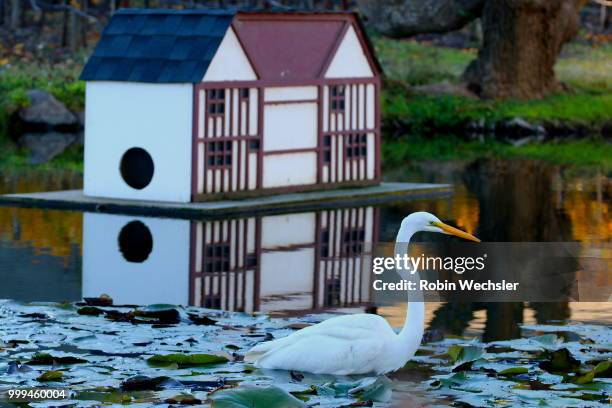 snowy egret wading in a pond - snowy egret stockfoto's en -beelden