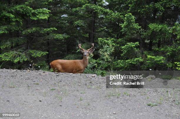 deer walking along path near forest - artiodactyla stock-fotos und bilder