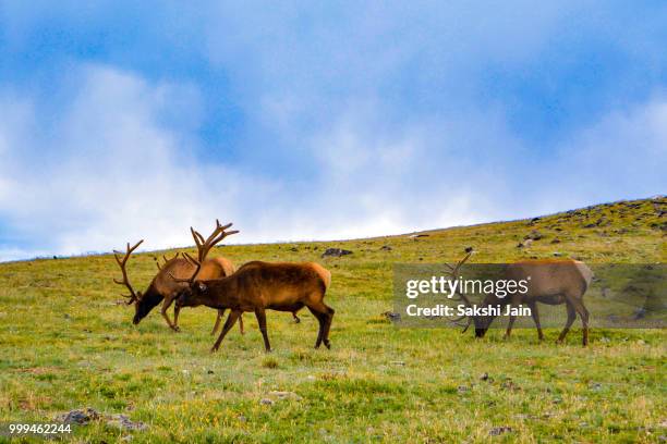 rocky mountain national park - jain stock-fotos und bilder