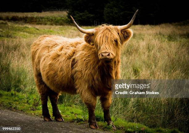 highland cattle  on mull - stokes stock pictures, royalty-free photos & images