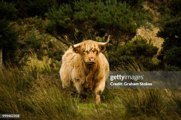 highland cattle  on mull - stokes stock pictures, royalty-free photos & images