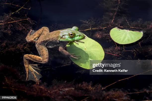 bullfrog at rest - keiffer stock pictures, royalty-free photos & images