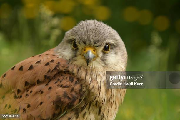 turmfalke - falco tinnunculus - male - heidi stock-fotos und bilder