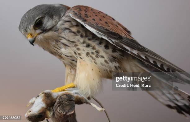 turmfalke - falco tinnunculus - male - heidi stock-fotos und bilder