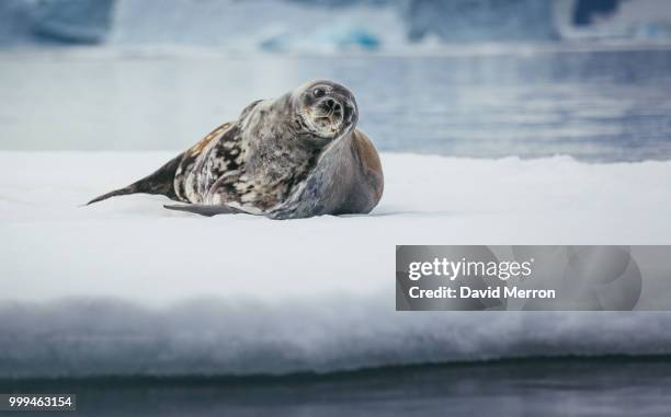 glancing - south georgia and the south sandwich islands stock pictures, royalty-free photos & images